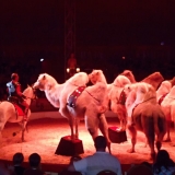 Cirkus Berousek 2013