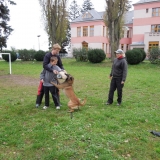 Ukázka výcviku psů - DD 2014